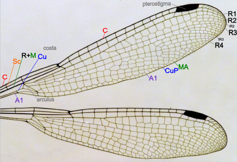 File:Damselfly wing structure.png