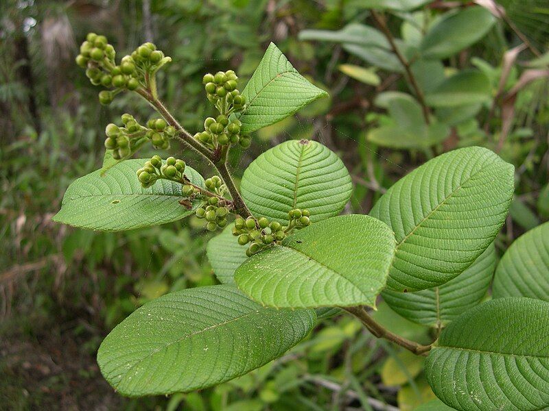 File:Dilleniaceae leaves.jpg