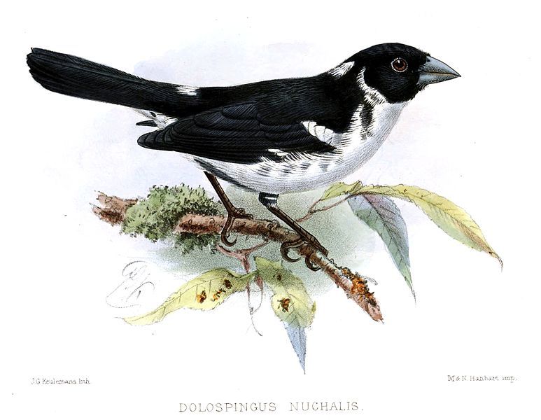 File:DolospingusNuchalisKeulemans.jpg