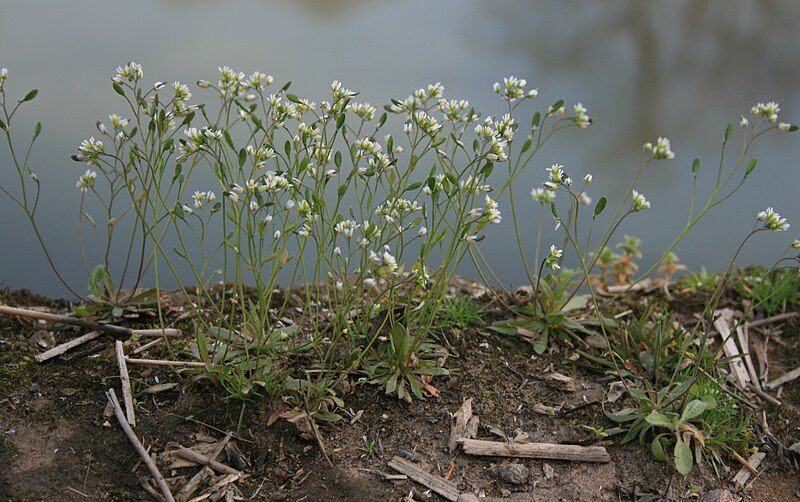 File:Draba verna sward.jpg