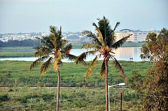 Lake Bellandur is being encroached upon by land sharks