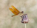 Image 114Eastern amberwing