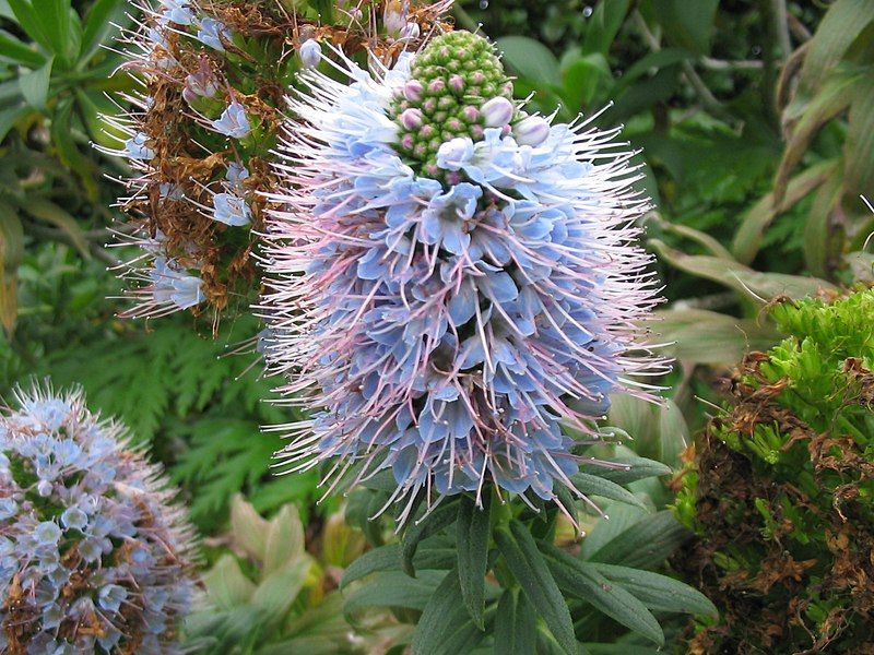 File:Echium nervosum (Flower).jpg