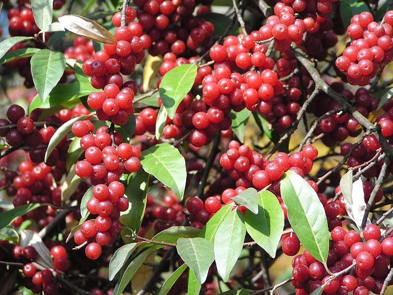 File:Elaeagnus umbellata Frucht.jpg