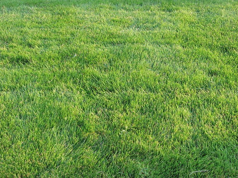 File:Emeraldzoysia1.jpg