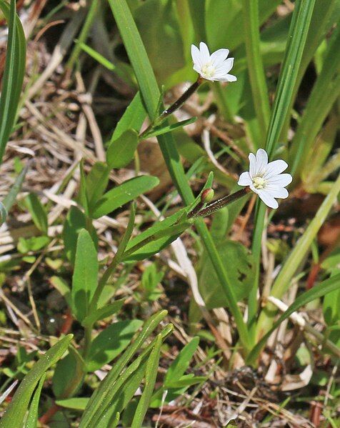 File:Epilobium oregonense.jpg