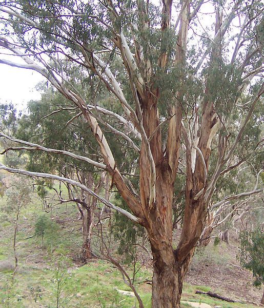 File:Eucalyptus02.jpg