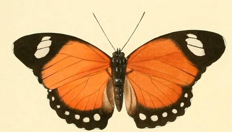 File:Euphaedra ruspina1.JPG