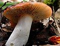 north of Ixtlan in the state of Oaxaca, Mexico. Same mushroom as Fungus_ne3.JPG.