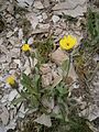 Hieracium alpinum susp. halleri