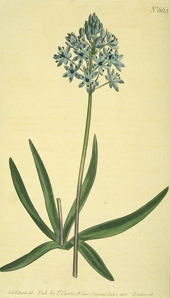 File:Hyacinthoides italica 613.jpg