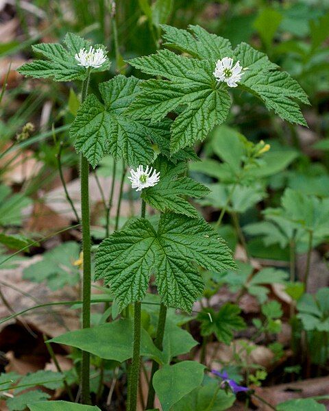 File:Hydrastis canadensis.jpg