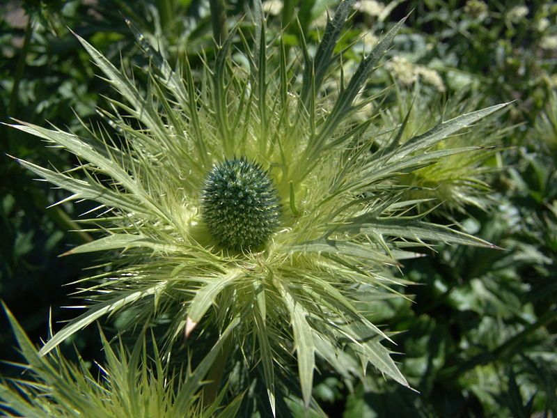 File:Iceland Plants 4871.JPG