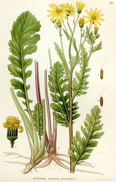 File:Illustration Senecio jacobaea.jpg