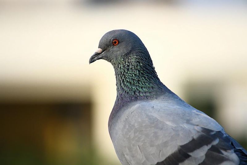 File:Indian Pigeon.jpg