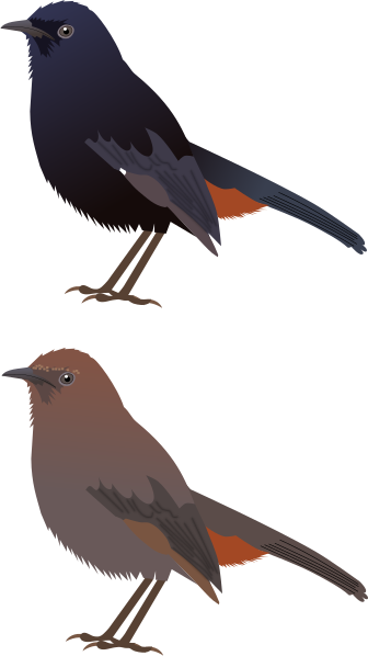 File:Indian Robin.svg