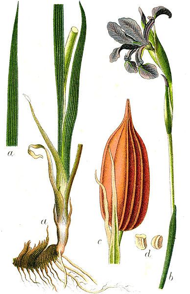 File:Iris spuria Sturm62.jpg