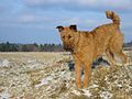 Irish Terrier