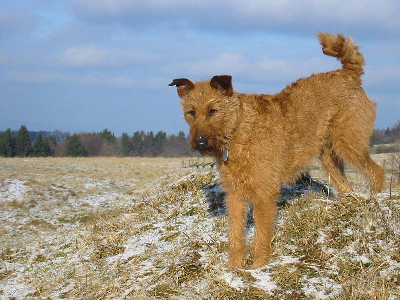 File:Irish terrier.jpg