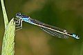 Image 4 Common bluetail Photo credit: Fir0002 The Common bluetail (Ischnura heterosticta) is a small Australian damselfly of the family Coenagrionidae. Most males have blue eyes, blue thorax and a blue ringed tail. The females are green or light brown. More selected pictures