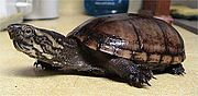 Mississippi mud turtle, Kinosternon subrubrum hippocrepis