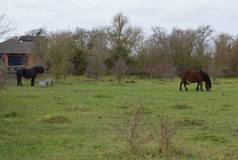 File:Lancot Meadow 8.JPG