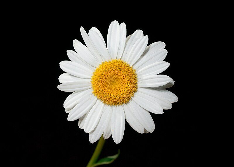 File:Leucanthemum vulgare Kaldari.jpg