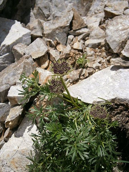 File:Ligusticum mutellinoides 001.jpg