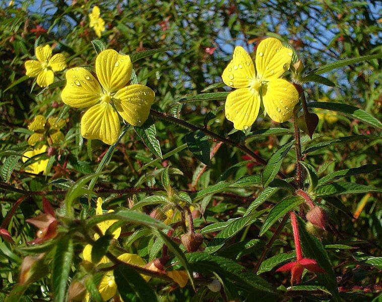 File:Ludwigia octovalvis5.jpg