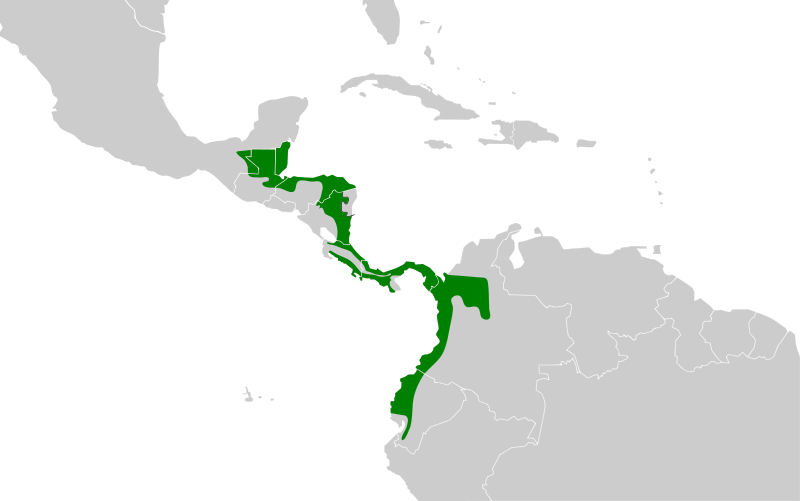 File:Malacoptila panamensis map.svg