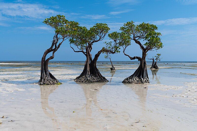 File:Mangrove trinity.jpg