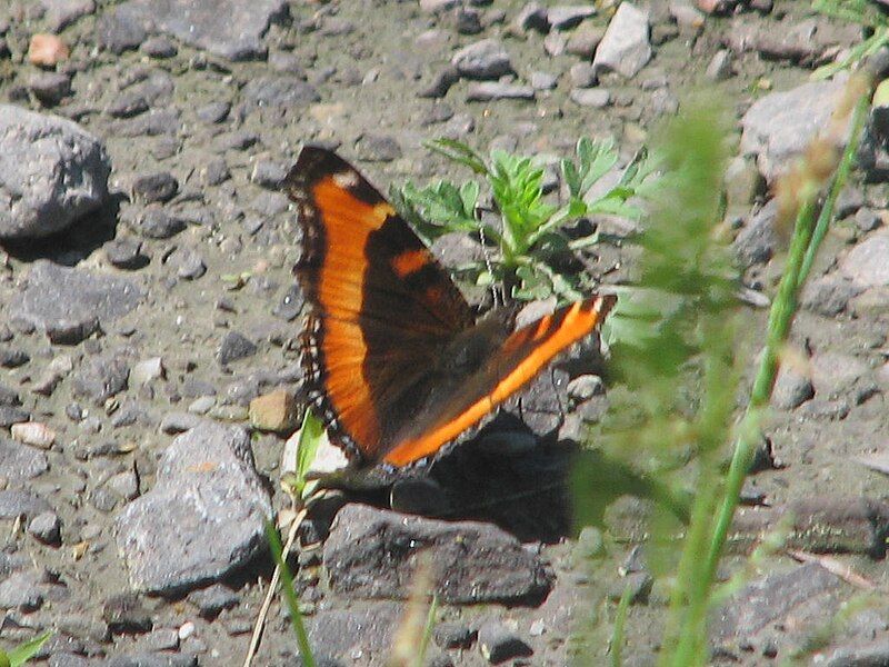 File:Milbert's Tortoiseshell.jpg