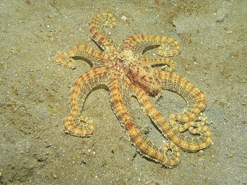 File:Mimic Octopus2.jpg