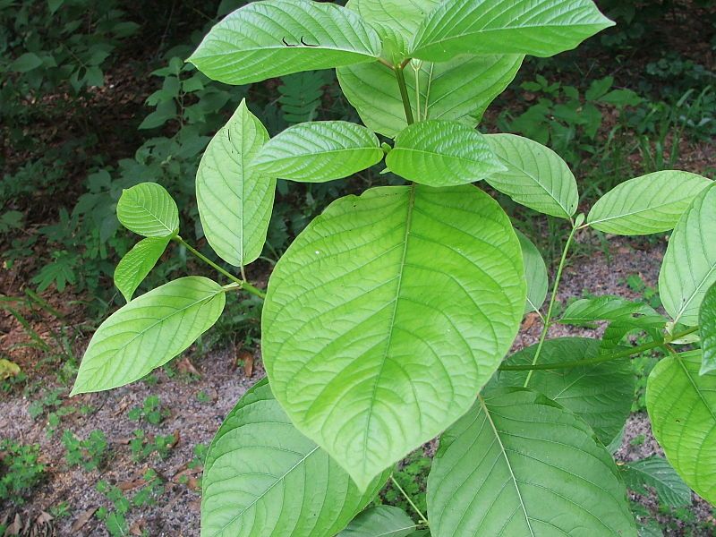 File:Mitragyna speciosa111.JPG