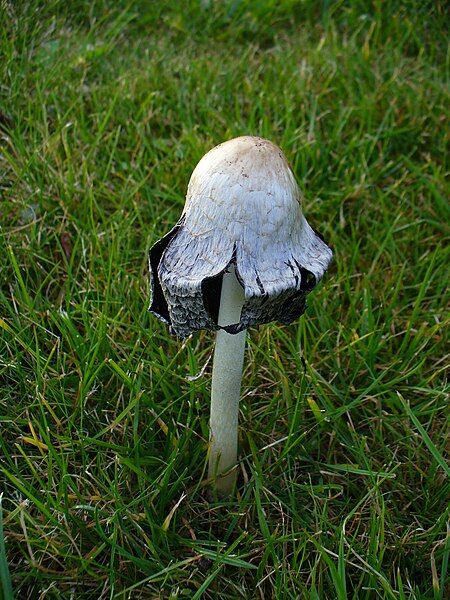 File:Mushroom5.jpg