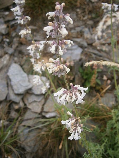 File:Nepeta nepetella 002.JPG