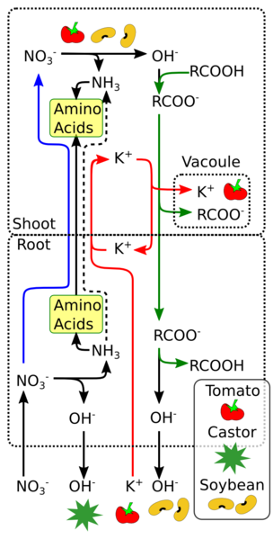 File:Nitrate ion balance-variants.png