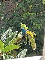 Palestine Sunbird caught in Daheyat Al Hussein suburbs in Amman, Jordan.