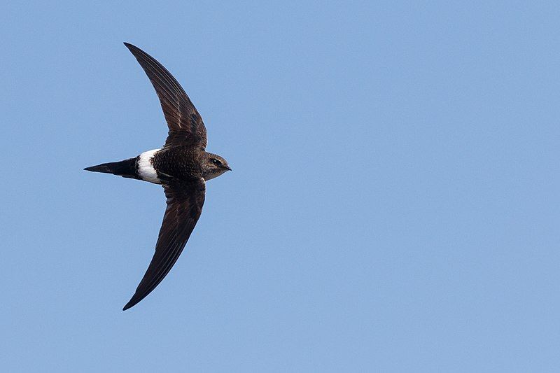 File:Pacific Swift.jpg