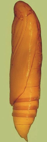 File:Palaeomystella rosaemariae pupa.jpg