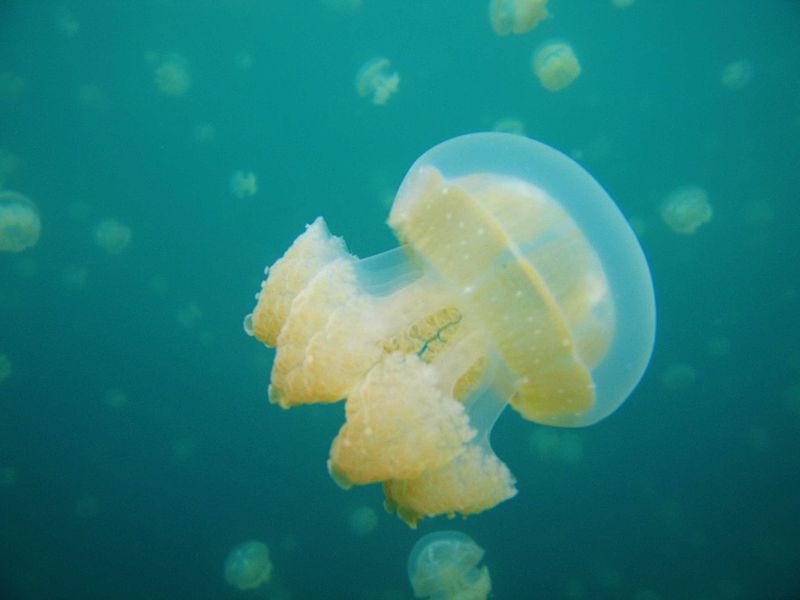 File:Palau stingless jellyfish.jpg