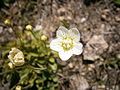 Parnassia palustris