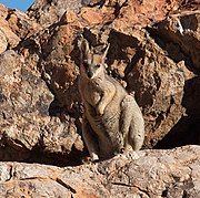 Brown wallaby