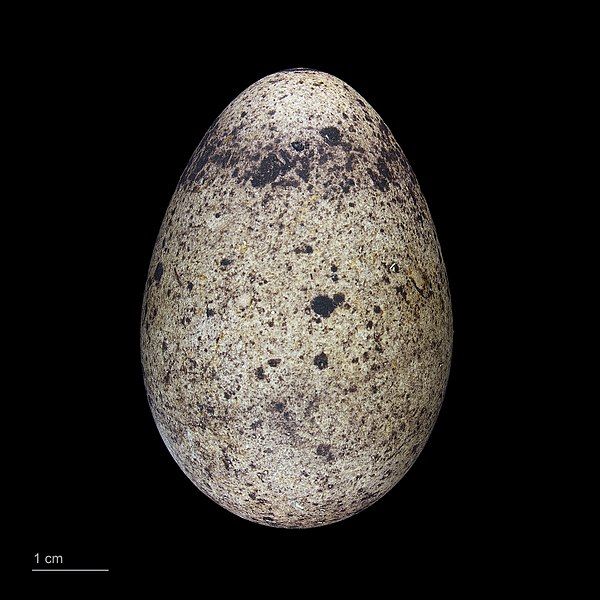 File:Phaethon lepturus MHNT.ZOO.2010.11.2.12.jpg