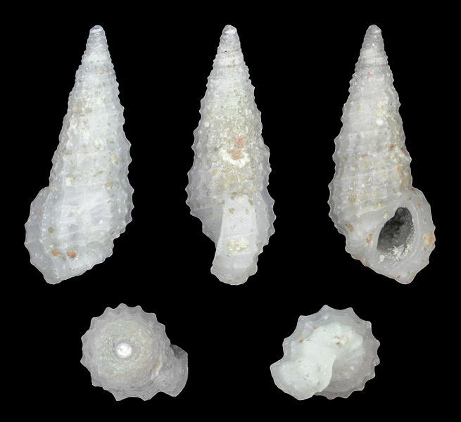 File:Phosinella dunkeriana 01.jpg