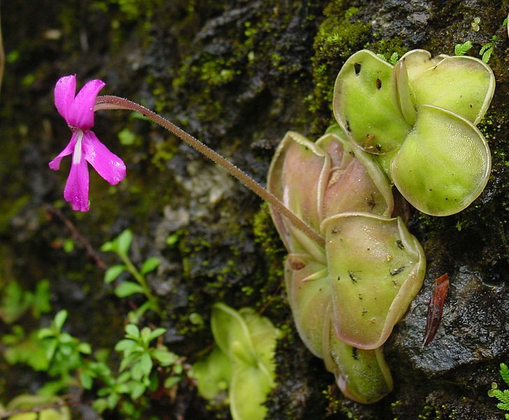 File:Pinguicula moranensis.jpg