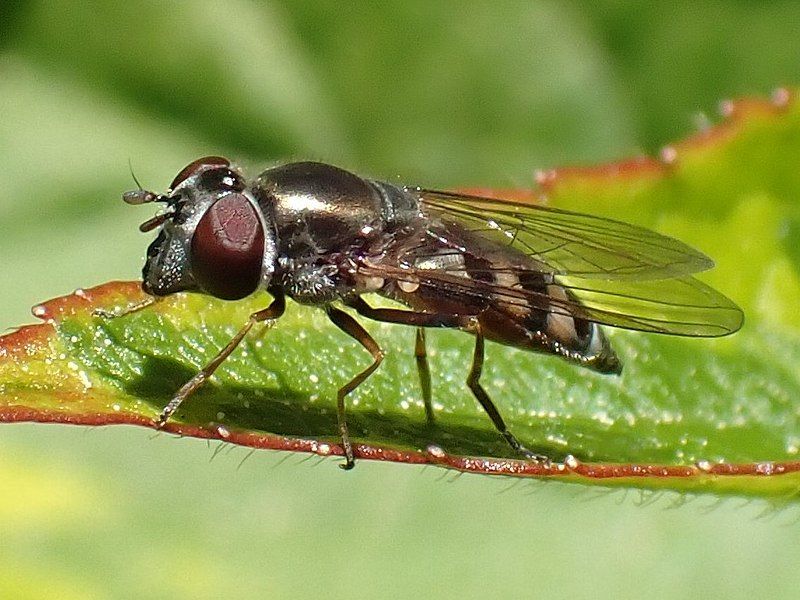 File:Platycheirus trichopus.jpg