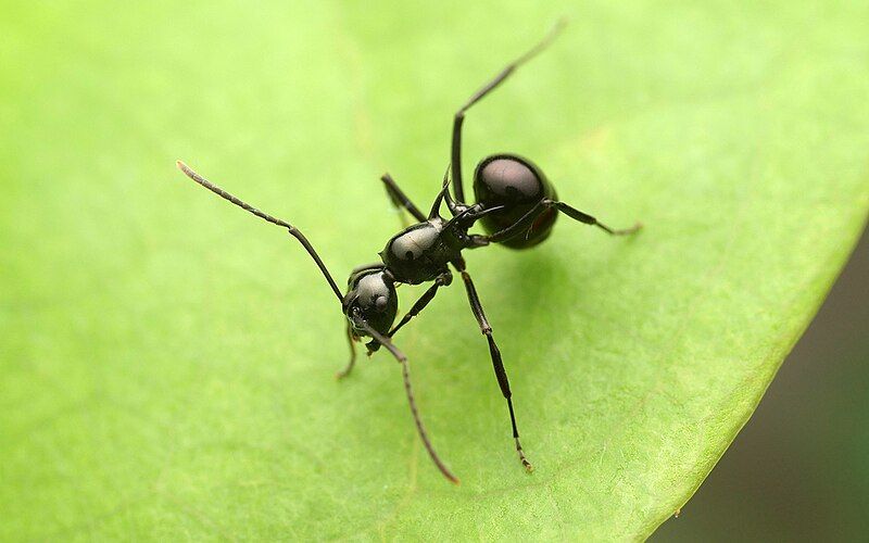 File:Polyrhachis mucronata.jpg