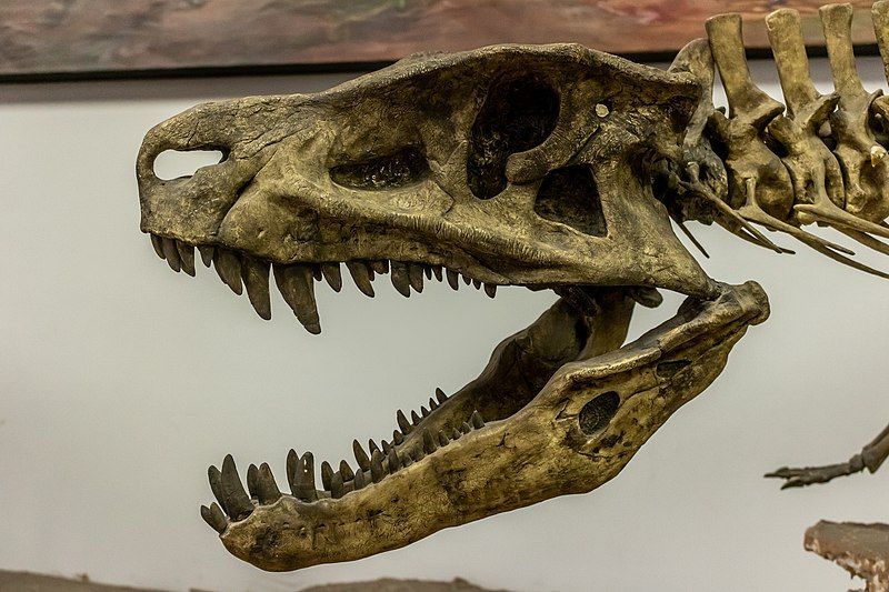 File:Postosuchus profile.jpg