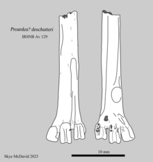 Holotype tarsometatarsus of Proardea deschutteri